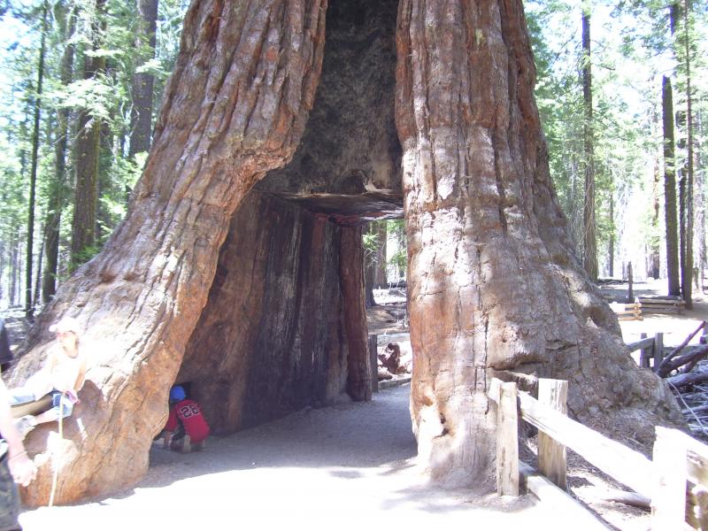 Giant Sequoia